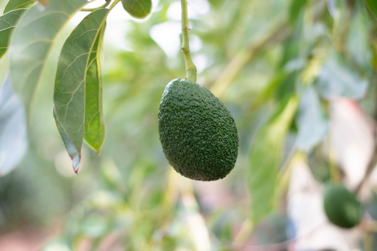 Soorten avocado's