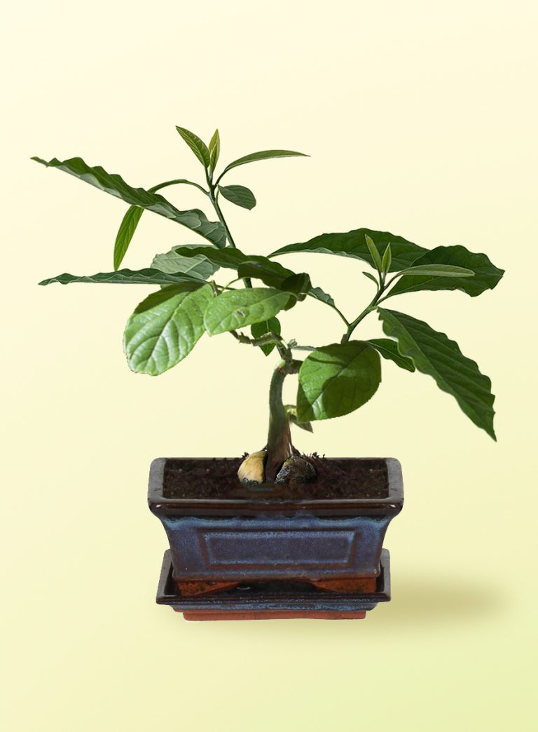 Avocado Bonsai maken, stap voor stap uitleg Avocadoplant.nl