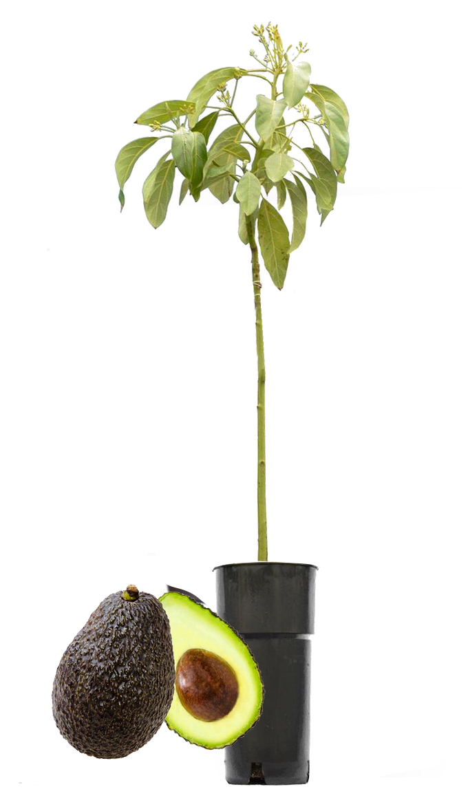 Avocadoplant kopen